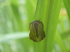 Ricania sublimata