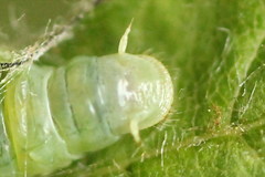 Pamphilius sylvaticus