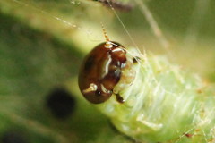 Pamphilius sylvaticus