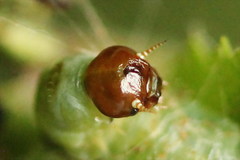 Pamphilius sylvaticus