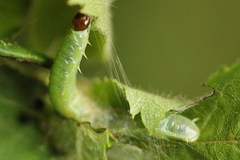 Pamphilius sylvaticus