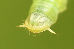 Pamphilius sylvaticus