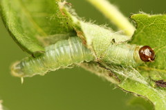 Pamphilius sylvaticus