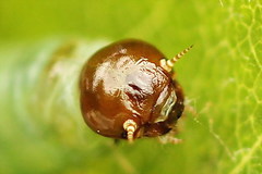 Pamphilius sylvaticus