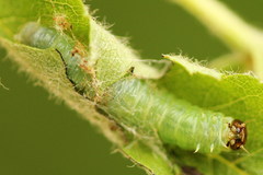 Pamphilius sylvaticus