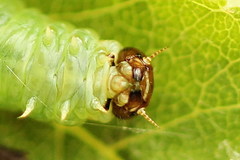 Pamphilius sylvaticus