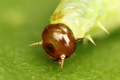 Pamphilius sylvaticus