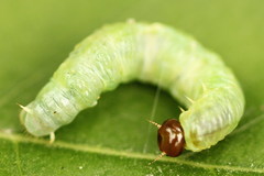 Pamphilius sylvaticus