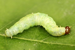 Pamphilius sylvaticus