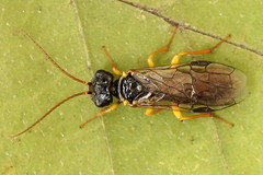 Pamphilius sylvaticus