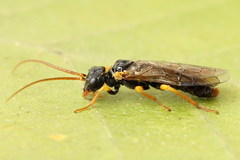 Pamphilius sylvaticus