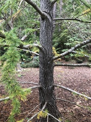 Pseudolarix amabilis