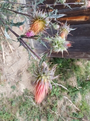 Cirsium anartiolepis