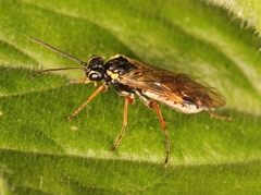 Aglaostigma fulvipes