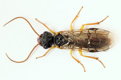 Pamphilius sylvaticus