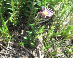 Athrixia heterophylla heterophylla