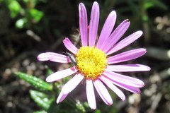 Athrixia heterophylla heterophylla