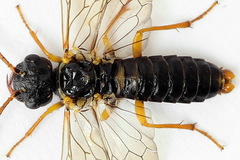 Pamphilius sylvaticus