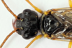 Pamphilius sylvaticus