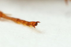 Pamphilius sylvaticus