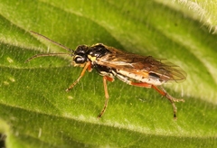 Aglaostigma fulvipes