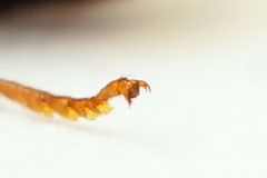 Pamphilius sylvaticus