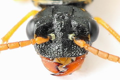 Pamphilius sylvaticus