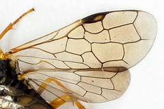 Pamphilius sylvaticus