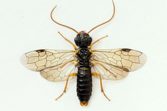 Pamphilius sylvaticus