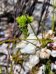 Erica calcareophila