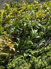 Diospyros sandwicensis