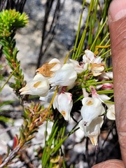 Erica calcareophila