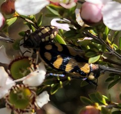 Castiarina adelaidae