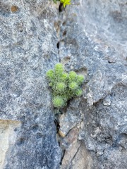 Erica occulta
