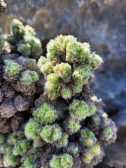 Erica occulta