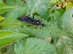 Coelichneumon