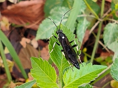 Coelichneumon