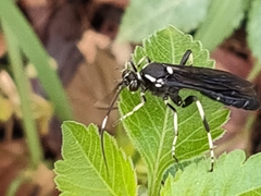 Coelichneumon