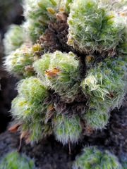 Erica occulta