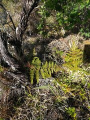 Pteridium aquilinum decompositum