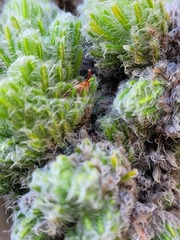 Erica occulta