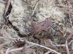 Loxocnemis dentator