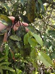 Diospyros sandwicensis