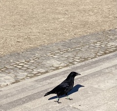 Corvus corone