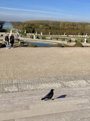 Corvus corone