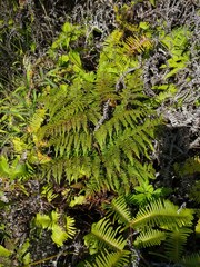 Pteridium aquilinum decompositum