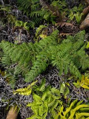 Pteridium aquilinum decompositum