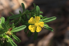 Hibbertia acuminata