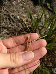 Paspalum scrobiculatum