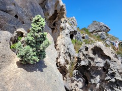 Erica occulta